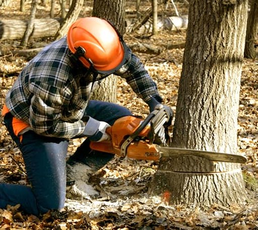 Tree Removal in Webster, FL